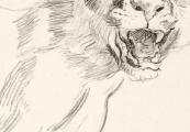 Studie van een wild dier
