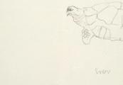 Schildpad